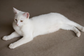 White cat on the floor