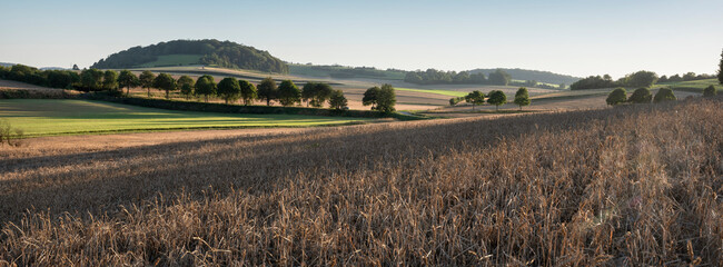 landscape with cornfields and meadows in regional parc de caps et marais d'opale in the north of...