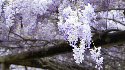 Beautiful Japanese purple wisteria blossom tunnel in garden during spring time