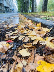 autumn in the park