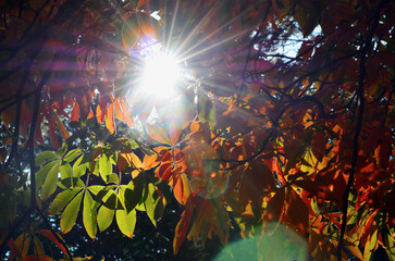 Herbstsonne