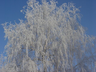 winter tree