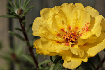 The flower of the portulac in the sunlight. Close-up. Macro photography.