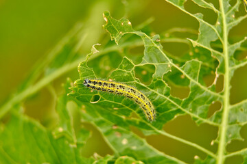 The green shaggy caterpillar destroys fresh foliage. Pests threaten the garden site.