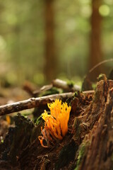 Klebriger Hörnling (Calocera viscosa)