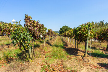 Fototapeta na wymiar Vineyards prepared for the collection of grapes. Rows of red vineyards growing in the agricultural lands. Red grapes in the vineyard. Minho Region is the biggest wine producing region in Portugal.