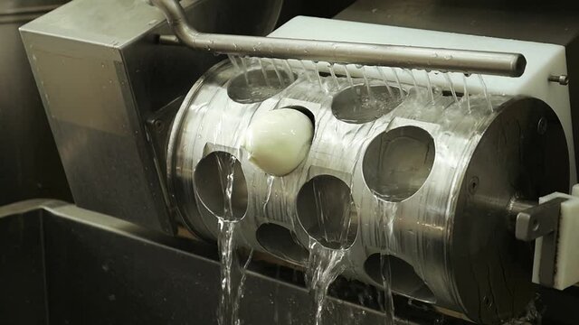 nel caseificio si producono i bocconcini di Mozzarella di Bufala campana. Italia.