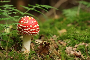 Fliegenpilz (Amanita muscaria)