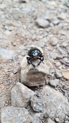 beetle on the rock