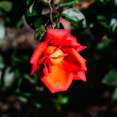 wundersch&ouml;ne Blume