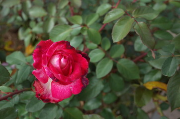 Red and White Flower of Rose 'Seika' in Full Bloom
