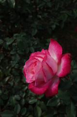 Red and White Flower of Rose 'Seika' in Full Bloom
