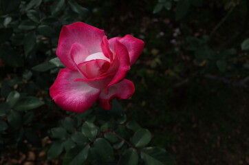 Red and White Flower of Rose 'Seika' in Full Bloom
