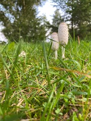 mushroom in the grass