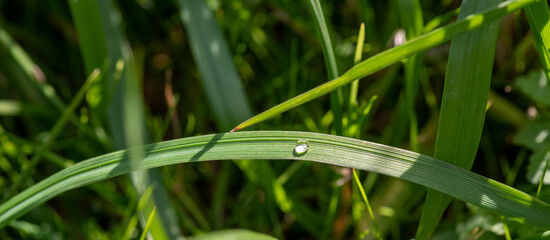 Dewdrop on green grass, close-up, selective focus. Sunny summer morning.