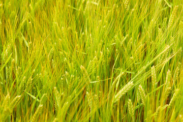 green wheat field on the farm field