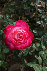 Fototapeta premium Red and White Flower of Rose 'Seika' in Full Bloom 