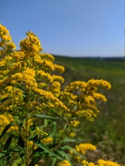 Obraz premium field of yellow flowers