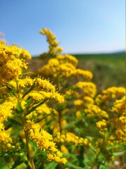 field of yellow flowers