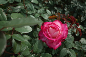 Red and White Flower of Rose 'Seika' in Full Bloom
