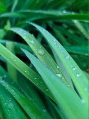 water drops on a leaf