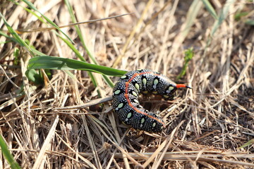 caterpillar