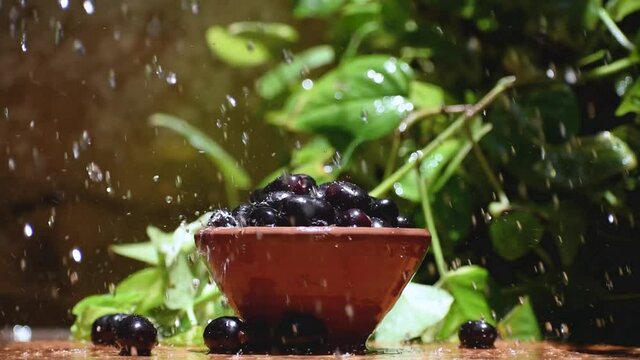 Close up of Rain water flows on fresh Indian blackberry in bowl