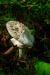 White death cup.mushroom growing in a green rain forest