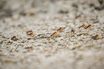 Fourmis