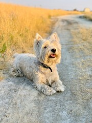 dog on the beach
