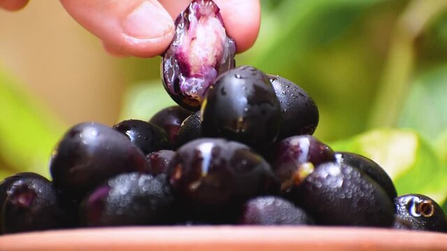 Close up shot of woman's hand picking juicy Jamun fruit from bowl