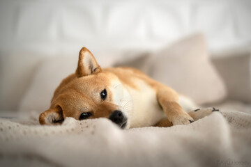 chien shibainu mignon couché  au lit saina.shibainu  - obrazy, fototapety, plakaty