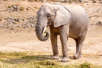 Fototapeta premium View of young elephant having his meal. Safari Park in Costa Blanca, Spain