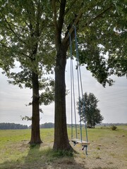 Dąb huśtawka © Mariusz