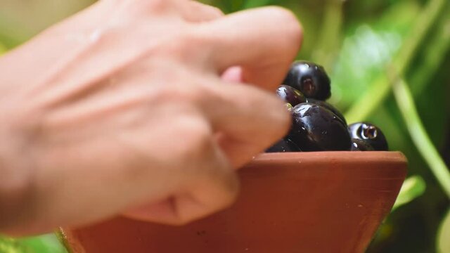 Close up shot of woman's hand picking juicy Jamun fruit from bowl
