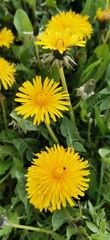 yellow dandelion flowers