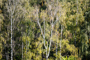 above view of birch trees in green dense forest on sunny September day