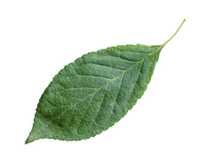 Fototapeta na wymiar single green leaf of cherry tree isolated on white background
