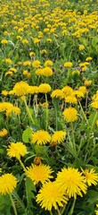 Fototapeta premium yellow dandelion flowers