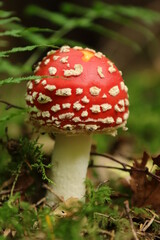 Fliegenpilz (Amanita muscaria)