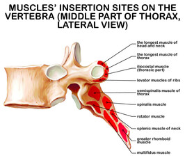 Muscles of the vertebral column (profound muscles of the back) – extensors, muscles of the anterior abdominal wall (abdominal muscles) – flexors of the vertebral column.