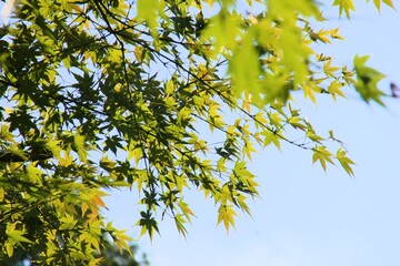 leaves against blue sky