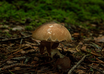 Brown mushrooms growing in a green rain forest