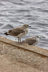 Chicks of seagulls on a pier near the water. Bird and sea close-up. Plumage. Wild birds background.