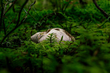 Purple mushrooms hidding in a green rain forest
