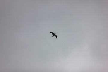 A bird flies in the cloudy sky. Silhouette of a seagull.