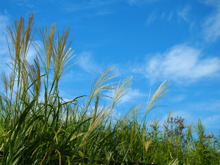 ススキと青空