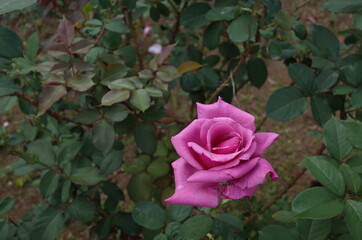 Light Purple Flower of Rose 'Shiun' in Full Bloom
