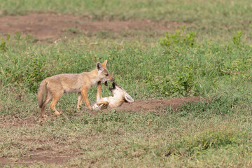 Golden colored jackals playing in Tanzania