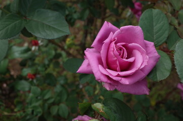 Light Purple Flower of Rose 'Shiun' in Full Bloom
